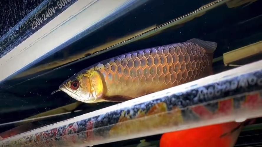 龍魚哪個品種最好最貴圖片大全圖解