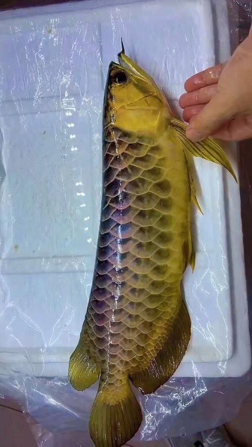 龍魚哪個品種最好最貴圖片大全圖解