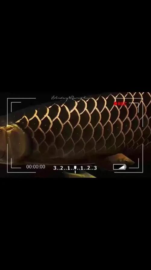 龍魚哪個品種最好最貴圖片大全圖解