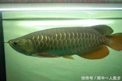 最便宜的金龍魚多少錢一條：1.5公斤的金龍魚可賣18萬元，比黃金還貴，