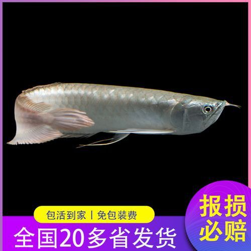玉林龍魚專賣店