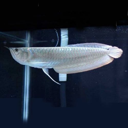 玉林龍魚專賣店