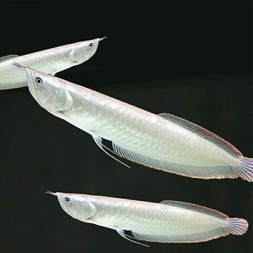 玉林龍魚專賣店