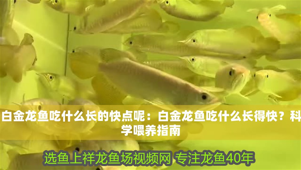 白金龍魚吃什么長的快點呢：白金龍魚吃什么長得快？科學喂養指南