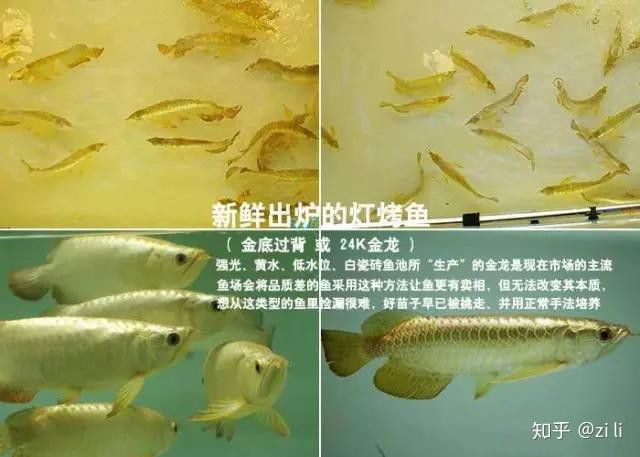 金龍魚養(yǎng)多久才會變色 金龍魚養(yǎng)多久才會變色 龍魚百科 第3張
