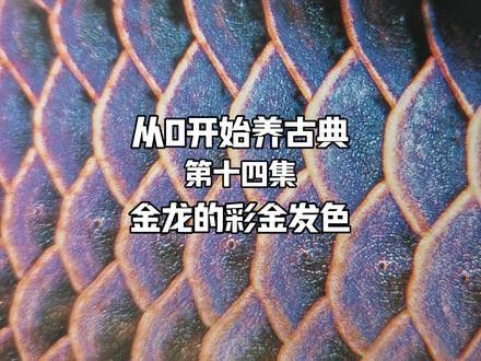 金龍魚養(yǎng)多久才會變色 金龍魚養(yǎng)多久才會變色 龍魚百科 第6張