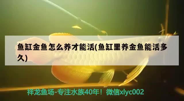 魚缸金魚怎么養才能活(魚缸里養金魚能活多久)