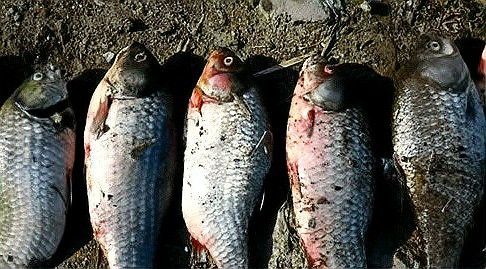如何判斷龍魚是否病理性死亡？