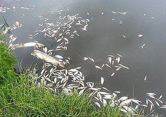 如何判斷龍魚是否病理性死亡？