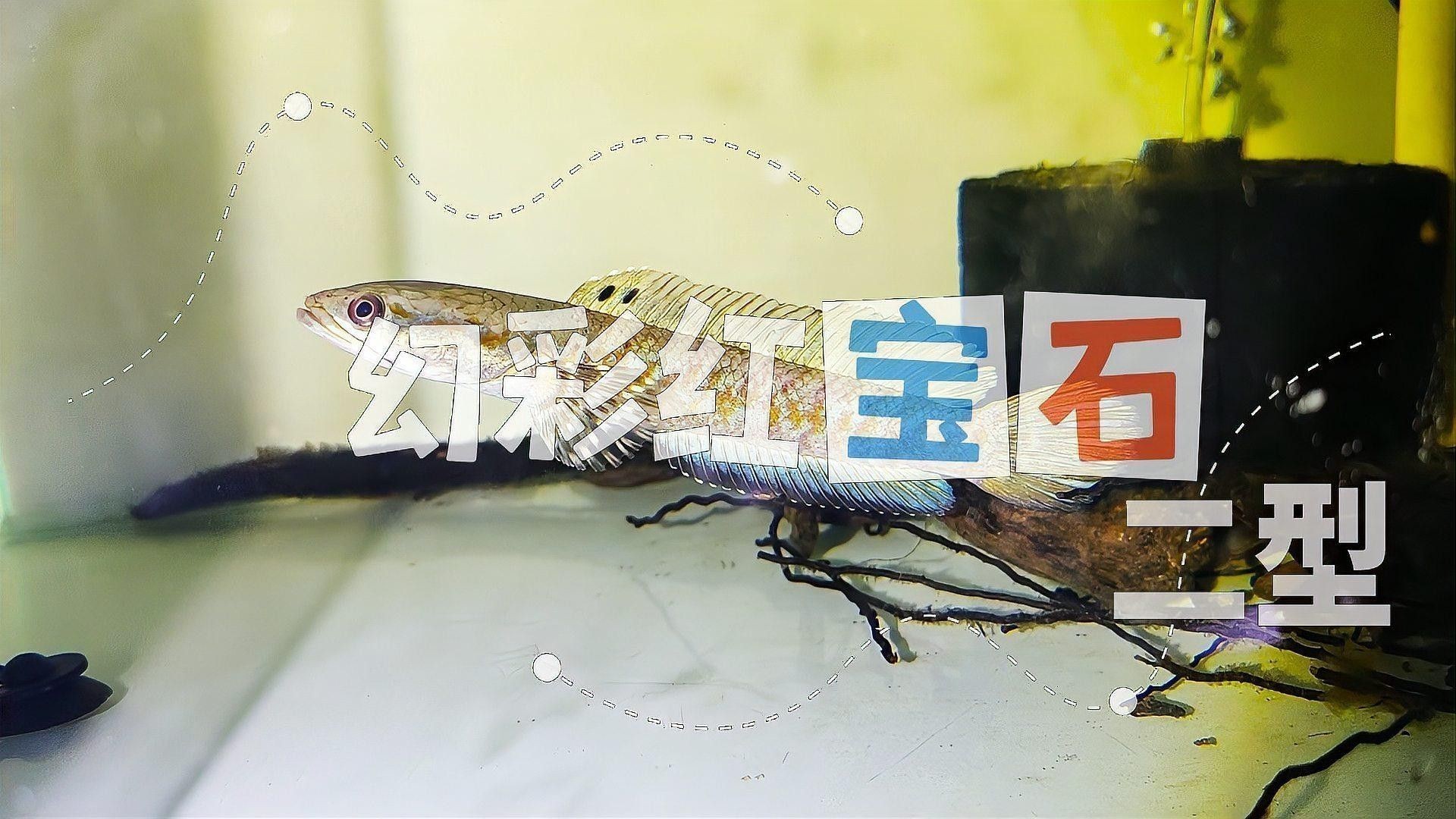 幻紅雷龍魚發色的技巧