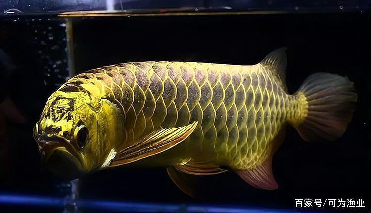 如何判斷龍魚是否病理性死亡？