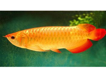 各種金龍魚的價格是多少錢一條（金龍魚價格影響因素有很大差異,金龍魚養殖技術要點）