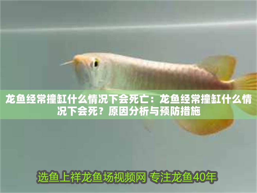 龍魚經(jīng)常撞缸什么情況下會(huì)死亡：龍魚經(jīng)常撞缸什么情況下會(huì)死？原因分析與預(yù)防措施