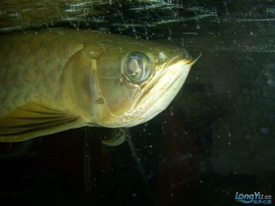 銀板魚與龍魚混養(yǎng)的成功案例：銀板魚與龍魚混養(yǎng)的成功案例顯示銀板魚與龍魚混養(yǎng)的成功案例