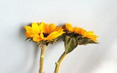 使用霸氣龍頭圖片時如何避免侵權(quán)？