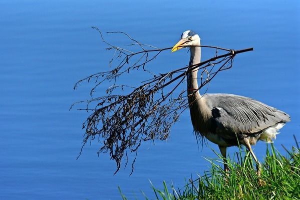 養(yǎng)龍魚水流量多大合適：養(yǎng)龍魚的水流量應(yīng)該根據(jù)魚缸的大小、所需的水泵流量