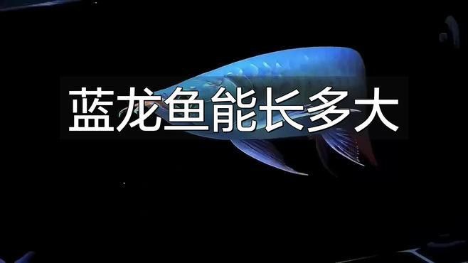 藍龍魚是冷水魚還是熱帶魚呢