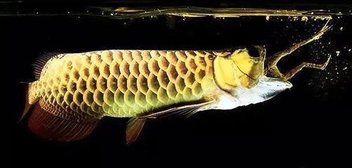 紅龍魚不吃東西能堅持多長時間呢，紅龍魚不吃東西能堅持多久