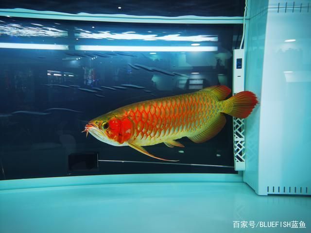 紅龍魚每天喂幾次食物最好（如何判斷紅龍魚的喂食頻率）