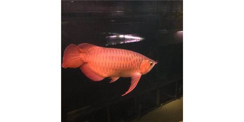 紅龍魚的喂養時間是多久：紅龍魚喂養時間是多久