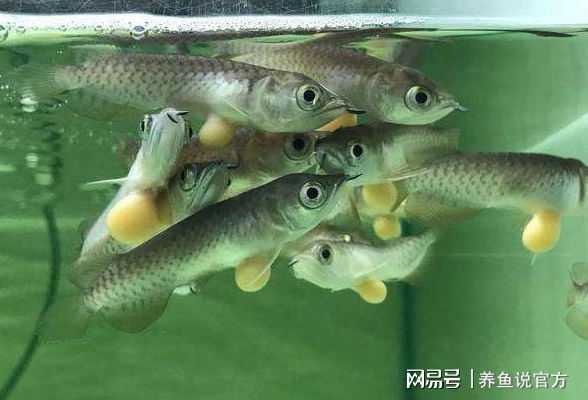 \養(yǎng)龍魚的最佳水位是什么意思\"養(yǎng)龍魚的最佳水位是什么意思：\"養(yǎng)龍魚的最佳水位是什么意思