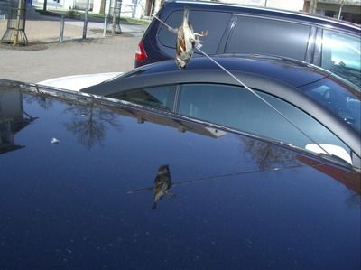 龍魚跳出來會死嗎（龍魚跳出來后是否死亡取決于多種因素） 龍魚跳出來會死嗎（龍魚跳出來后是否死亡取決于多種因素） 龍魚百科 第3張
