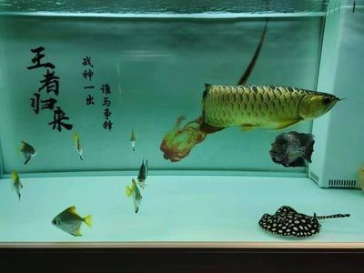 龍魚跳出來會死嗎（龍魚跳出來后是否死亡取決于多種因素） 龍魚跳出來會死嗎（龍魚跳出來后是否死亡取決于多種因素） 龍魚百科 第2張