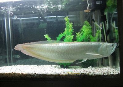 50公分的銀龍魚多少錢一條（50公分的銀龍魚價格在150~250元之間）