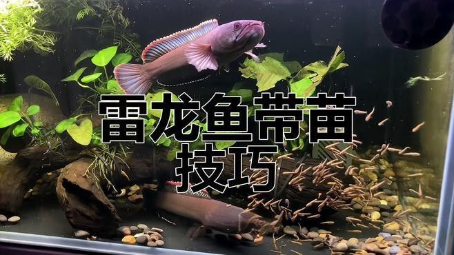 雷龍魚苗子好養嗎怎么養