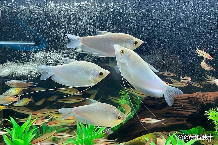 曼龍魚繁殖時需要多大的水族箱？