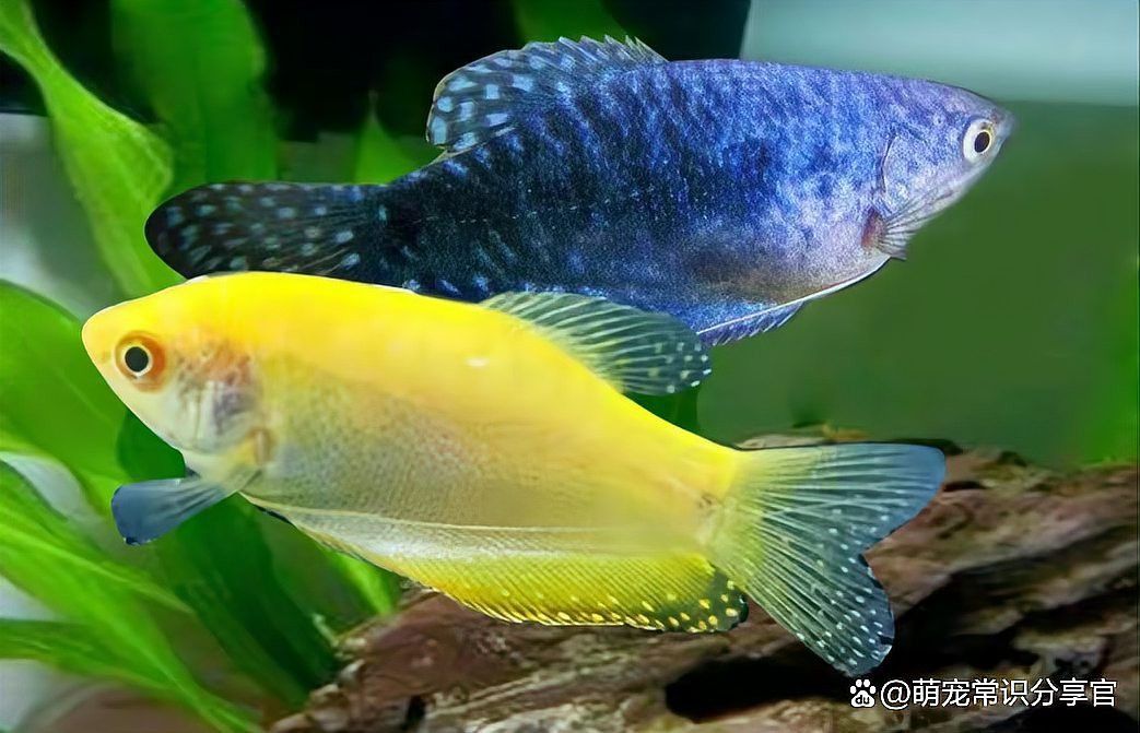 曼龍魚繁殖時需要多大的水族箱？