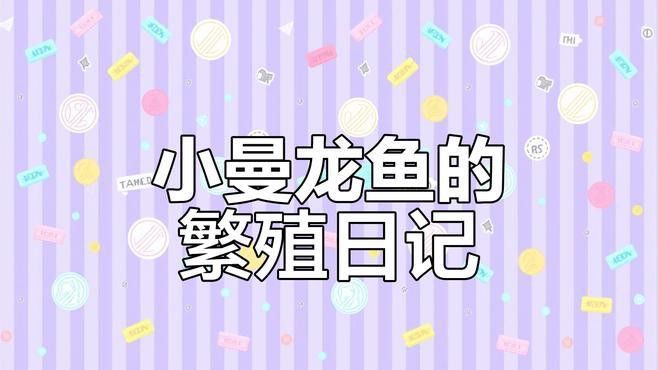 曼龍魚繁殖時需要多大的水族箱？