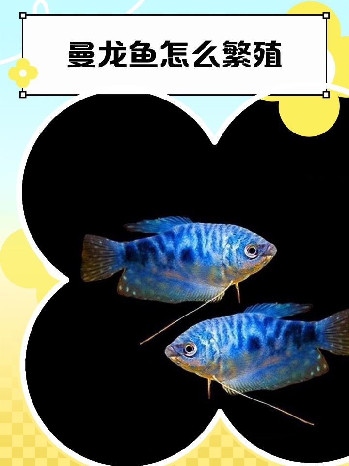 曼龍魚繁殖時需要多大的水族箱？