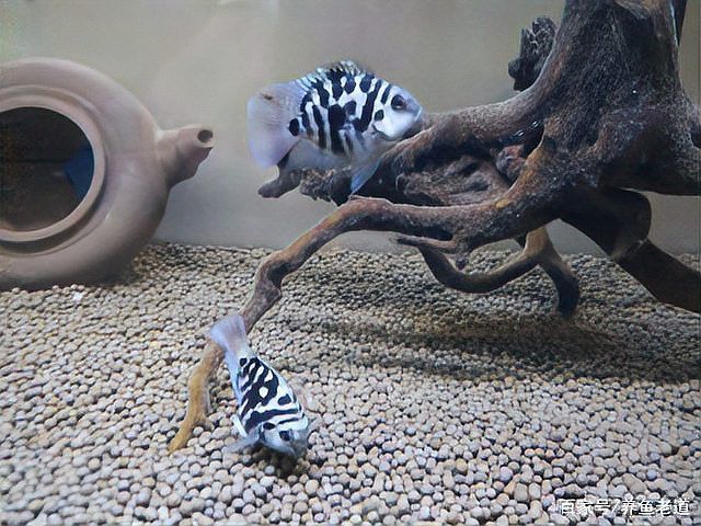 曼龍魚繁殖時需要多大的水族箱？