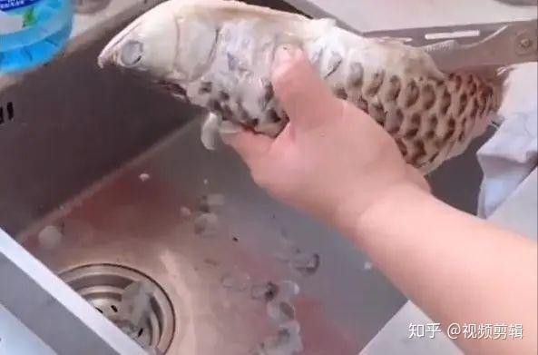 河北男子吃金龍魚死亡