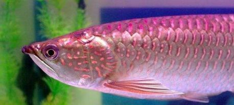 澳洲星點龍魚養幾條：澳洲星點龍魚怎么養養澳洲星點龍魚養殖注意事項