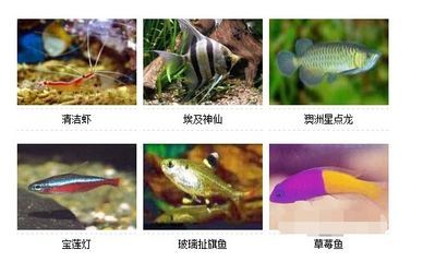 澳洲星點龍魚養幾條：澳洲星點龍魚怎么養養澳洲星點龍魚養殖注意事項