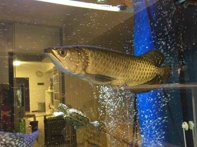 澳洲星點龍魚養幾條：澳洲星點龍魚怎么養養澳洲星點龍魚養殖注意事項