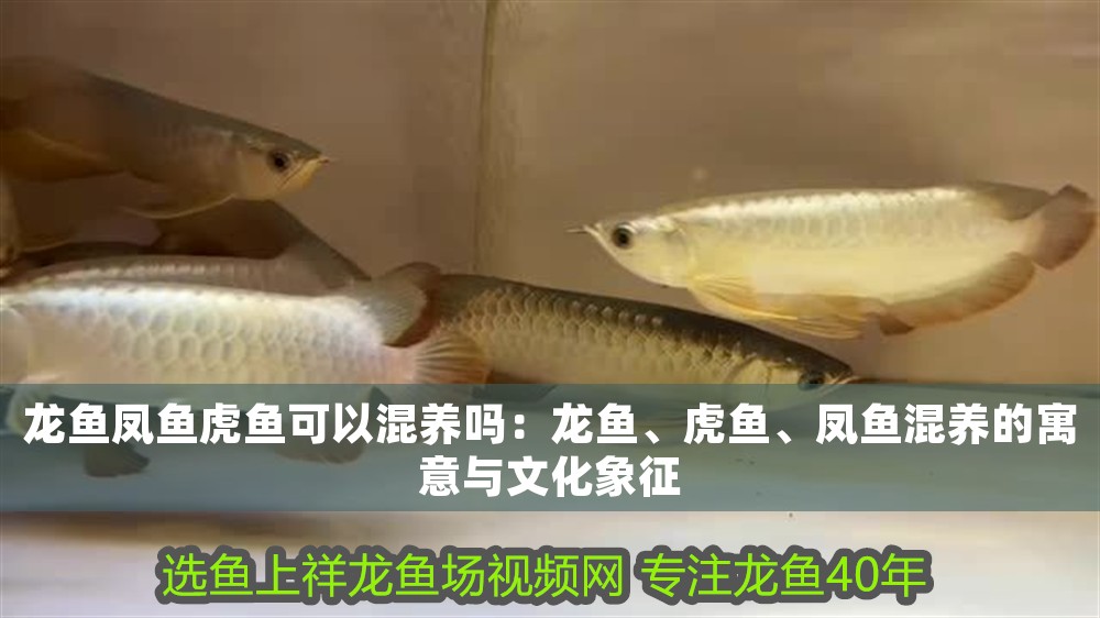 龍魚鳳魚虎魚可以混養嗎：龍魚、虎魚、鳳魚混養的寓意與文化象征