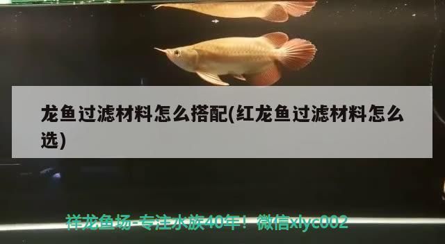 大紅龍魚價格（大紅龍魚價格詳細信息：100元到500元到500元不等）