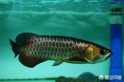 龍魚為什么掉鱗了：龍魚為什么掉鱗