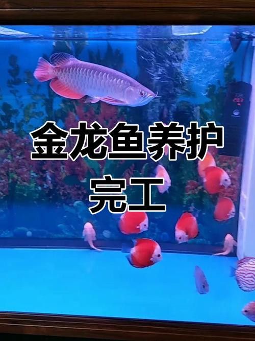可以和金龍魚混養的魚有哪些圖片