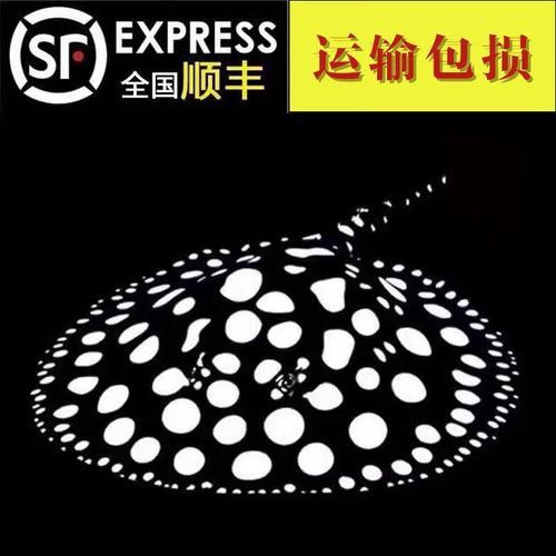 可以和金龍魚混養的魚有哪些圖片
