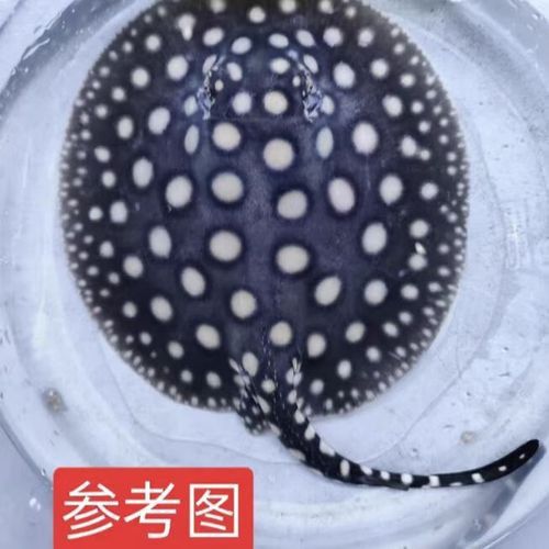 可以和金龍魚混養的魚有哪些圖片