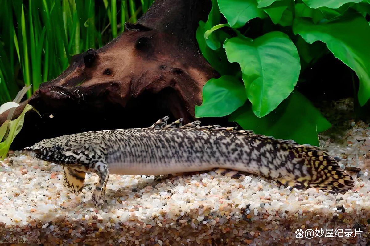 可以和金龍魚混養的魚有哪些圖片