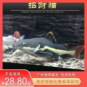 紅龍魚漁場排名第幾位，紅龍魚十大漁場排名
