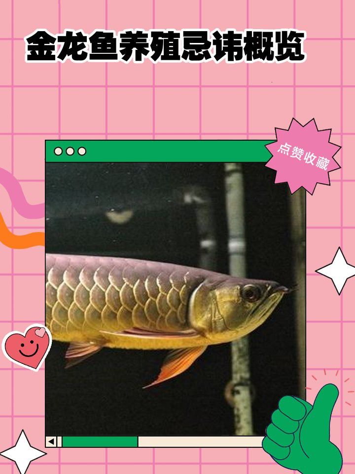 金龍魚多久需要消毒一次？