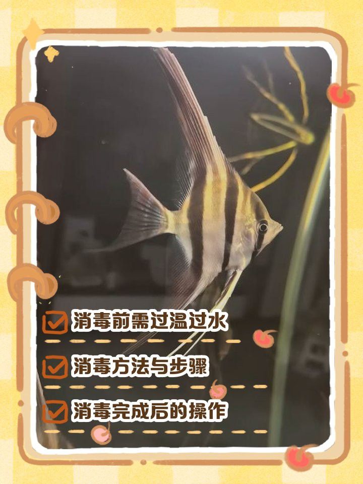 金龍魚多久需要消毒一次？