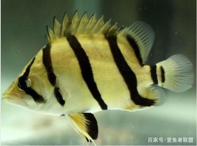龍魚和虎打架怎么辦啊：龍魚和虎魚打架怎么辦