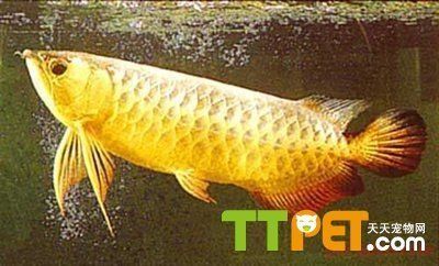 金龍魚有什么品種：金龍魚品種分類